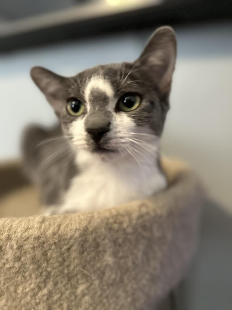Enlarge Patty, a Adoptable Domestic Short Hair in Chicago, IL image 3/6
