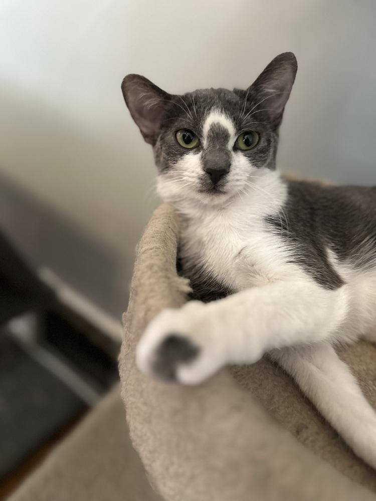 Enlarge Patty, a Adoptable Domestic Short Hair in Chicago, IL image 4/6