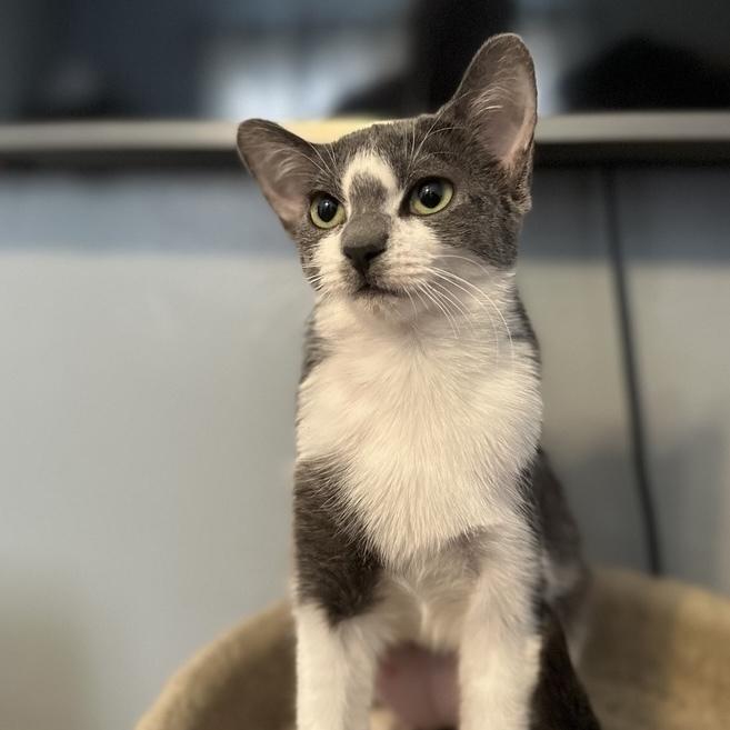 Enlarge Patty, a Adoptable Domestic Short Hair in Chicago, IL image 5/6