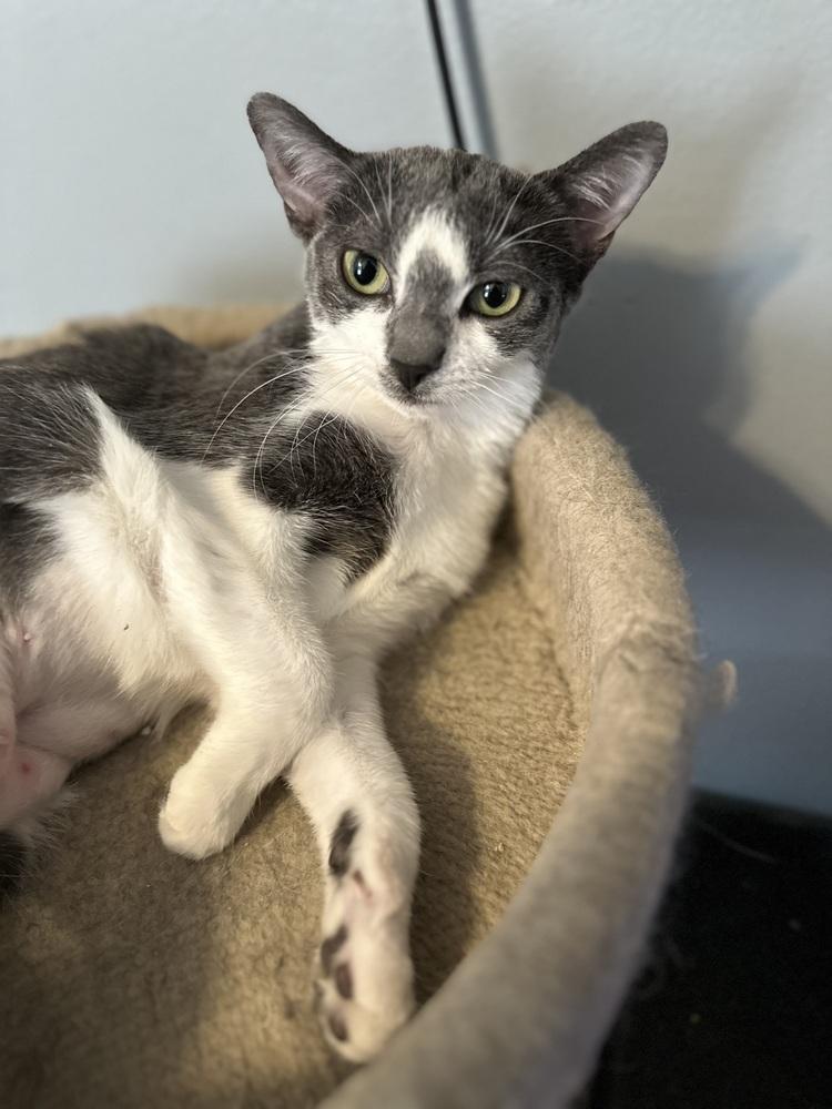 Enlarge Patty, a Adoptable Domestic Short Hair in Chicago, IL image 6/6