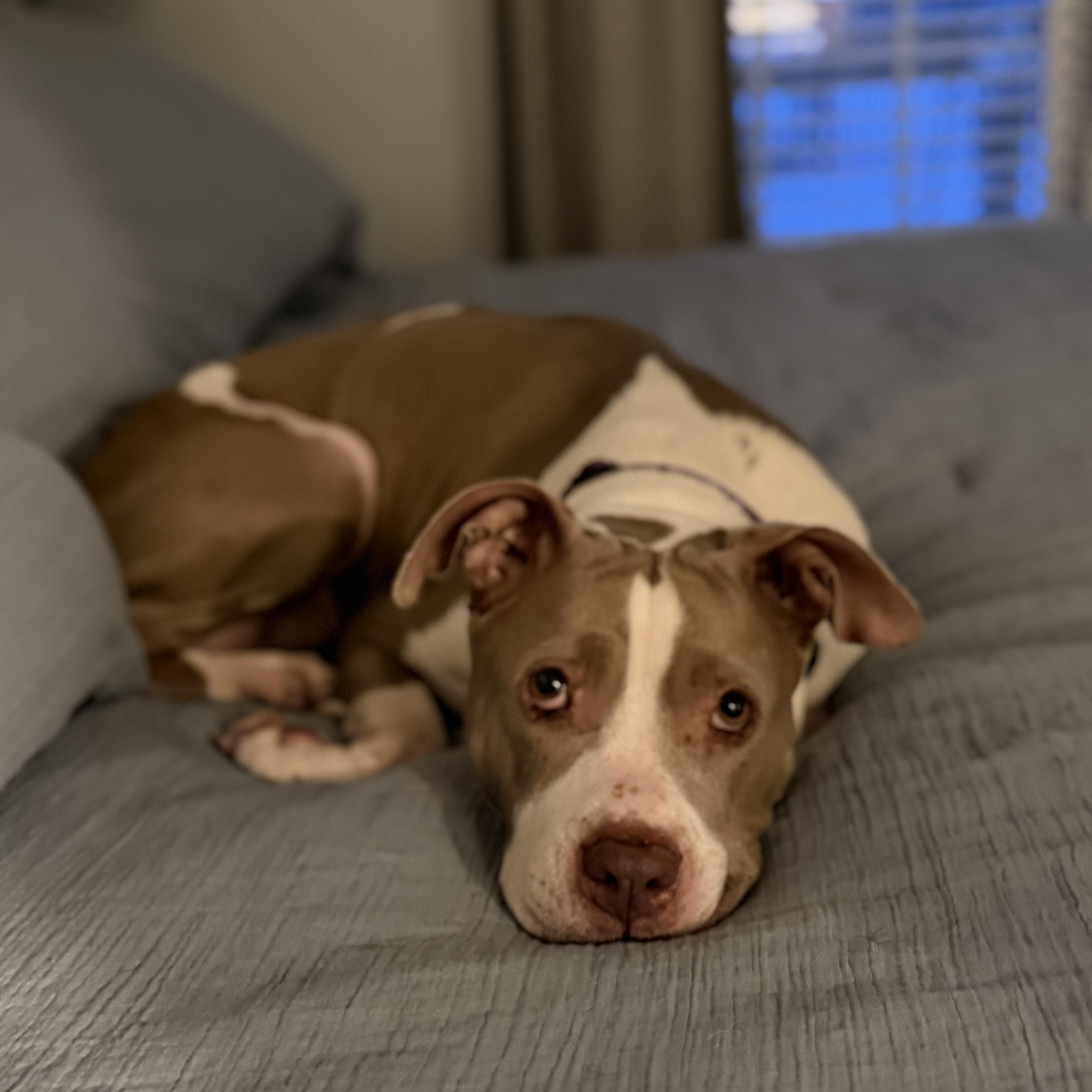 Randi, ADOPTABLE, Young Female Pit Bull Terrier & Mixed Breed.