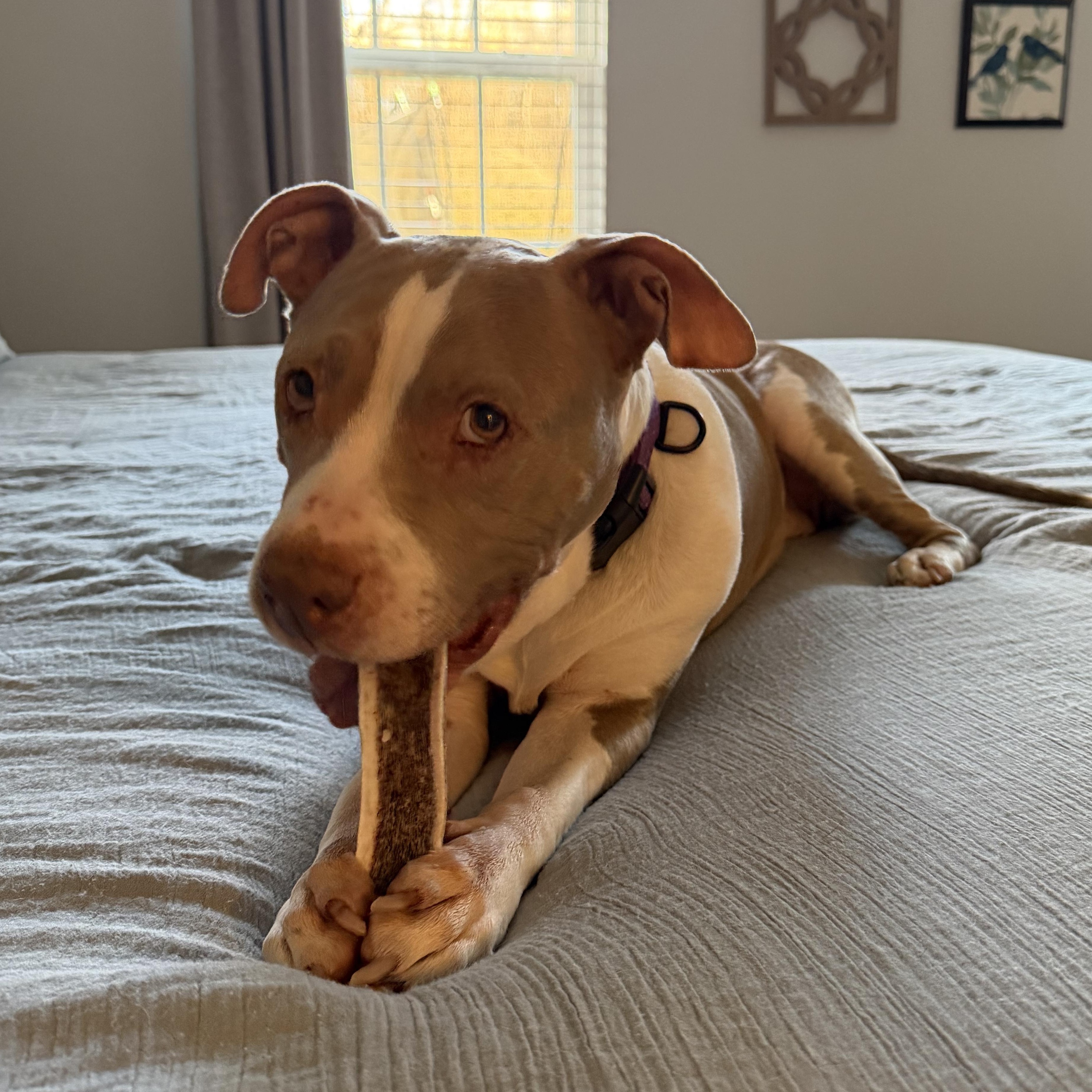 Enlarge Randi, a ADOPTABLE mixed breed in Rock Hill, SC image 4/6