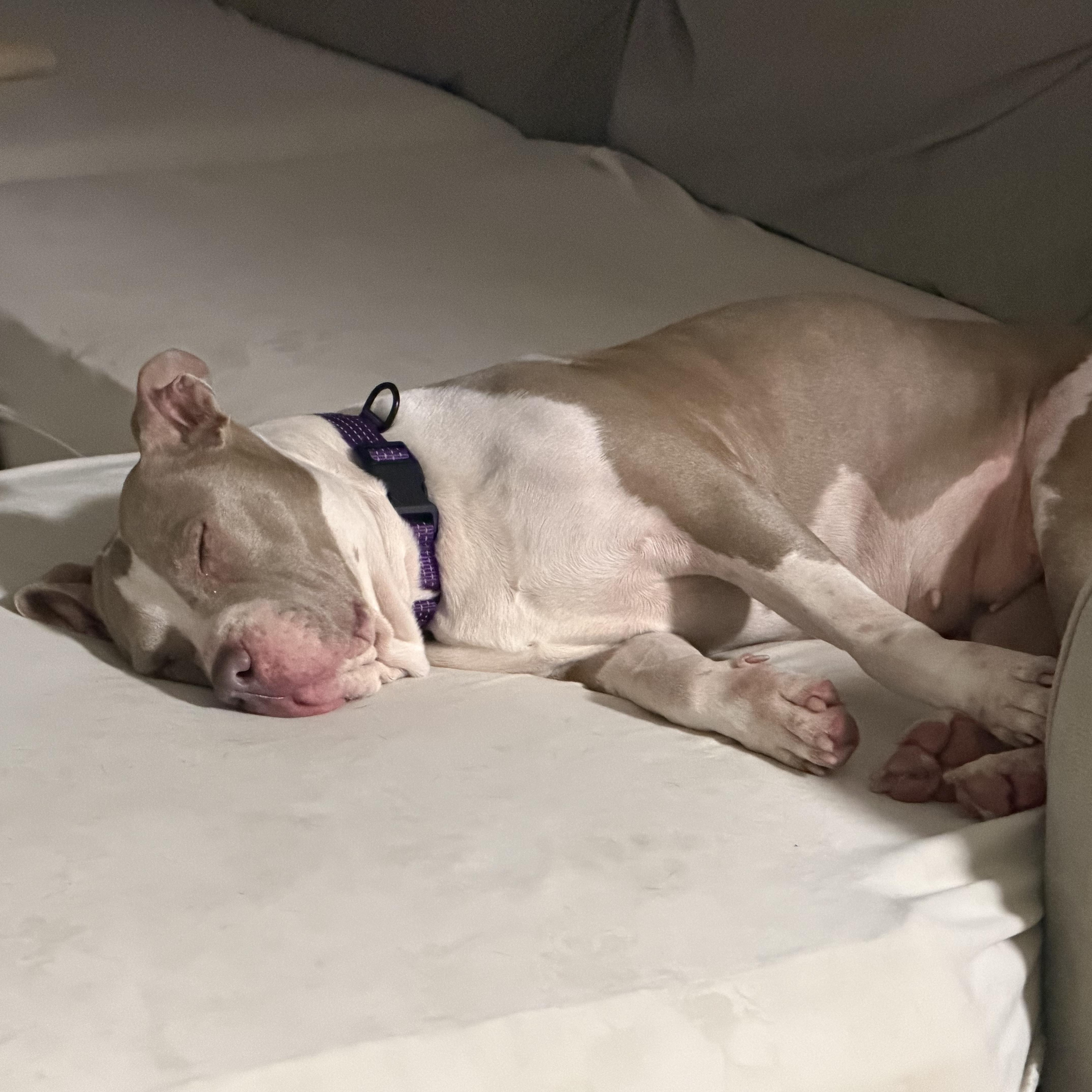 Enlarge Randi, a ADOPTABLE mixed breed in Rock Hill, SC image 6/6