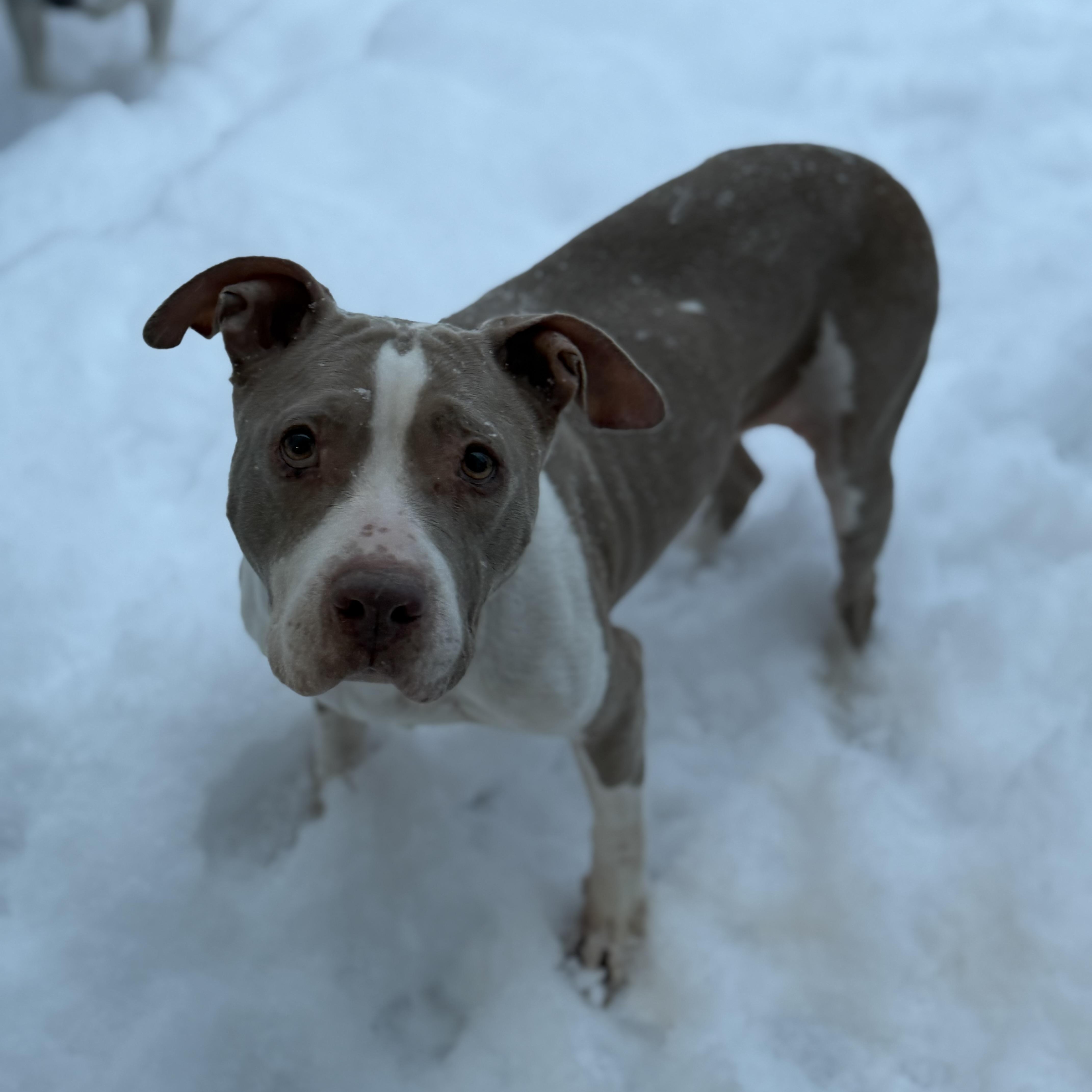 Enlarge Randi, a ADOPTABLE mixed breed in Rock Hill, SC image 3/6