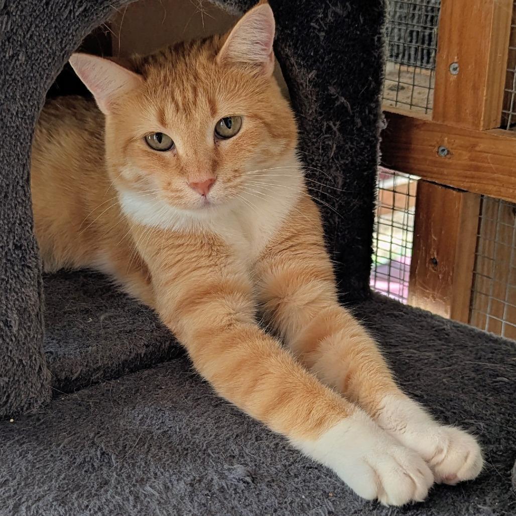 Enlarge Fauna, a Adoptable mixed breed in Brighton, MO image 1/2