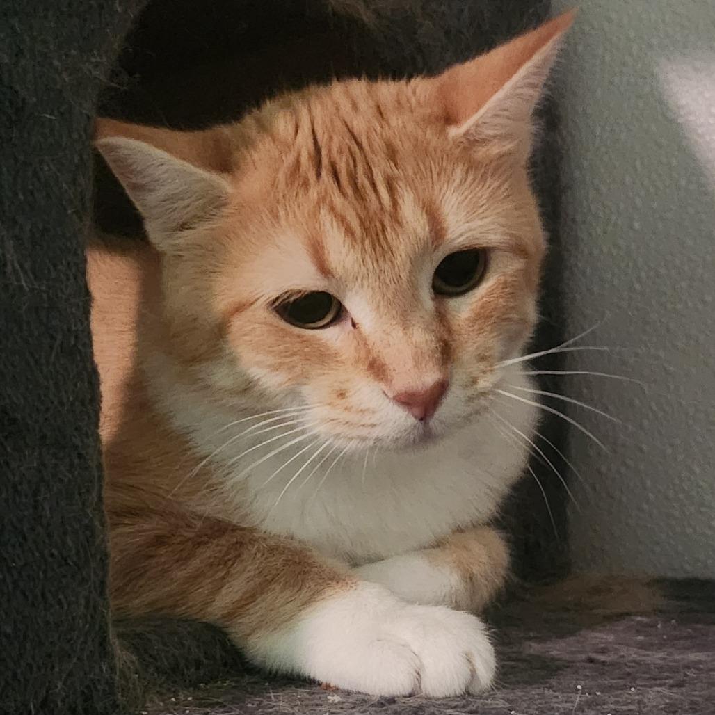 Enlarge Fauna, a Adoptable mixed breed in Brighton, MO image 2/4