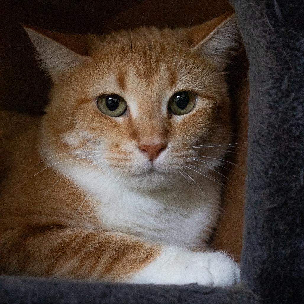 Enlarge Fauna, a Adoptable mixed breed in Brighton, MO image 3/4