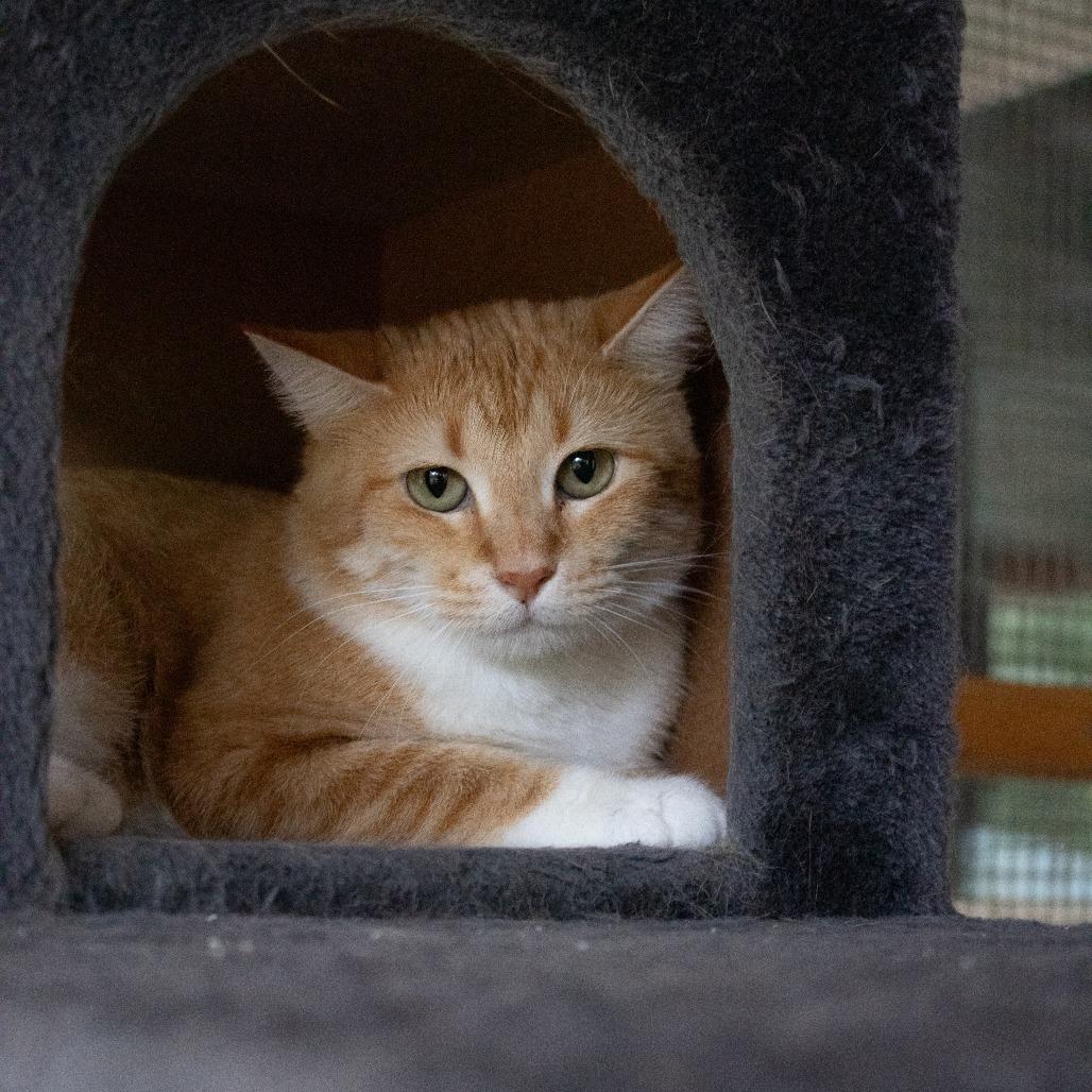 Enlarge Fauna, a Adoptable mixed breed in Brighton, MO image 2/2