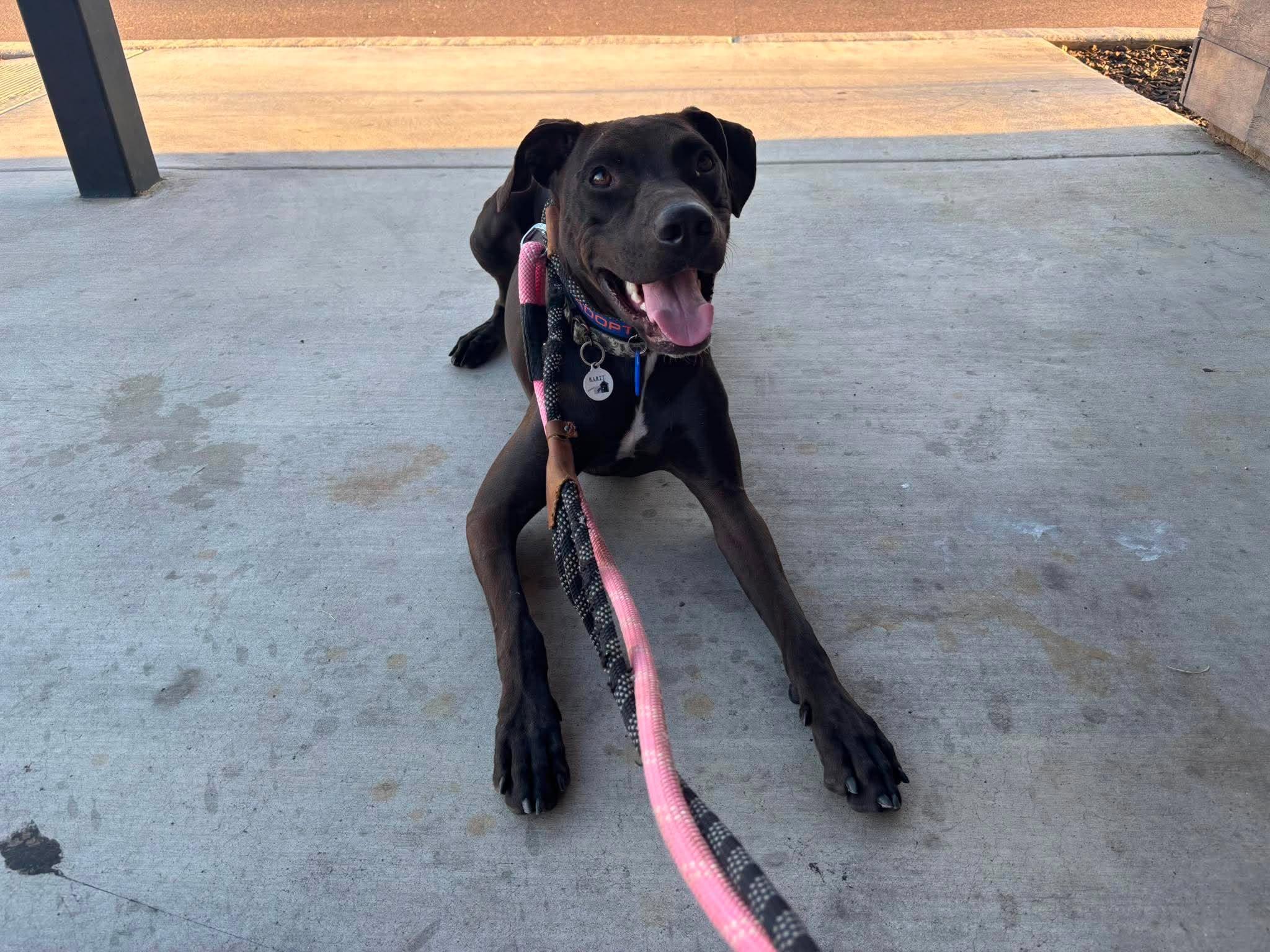 Enlarge Swish, an adoptable mixed breed in Phoenix, AZ image 1/6