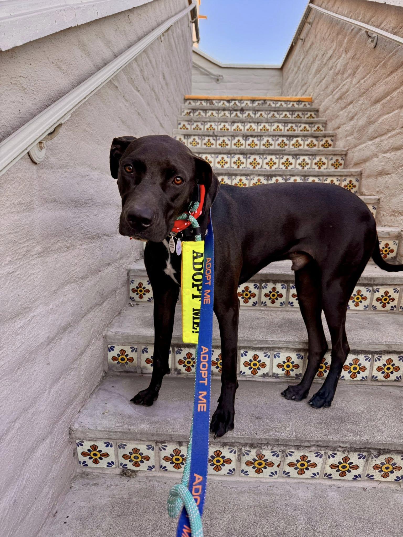 Swish, adoptable, Young Male Doberman Pinscher & Black Labrador Retriever.