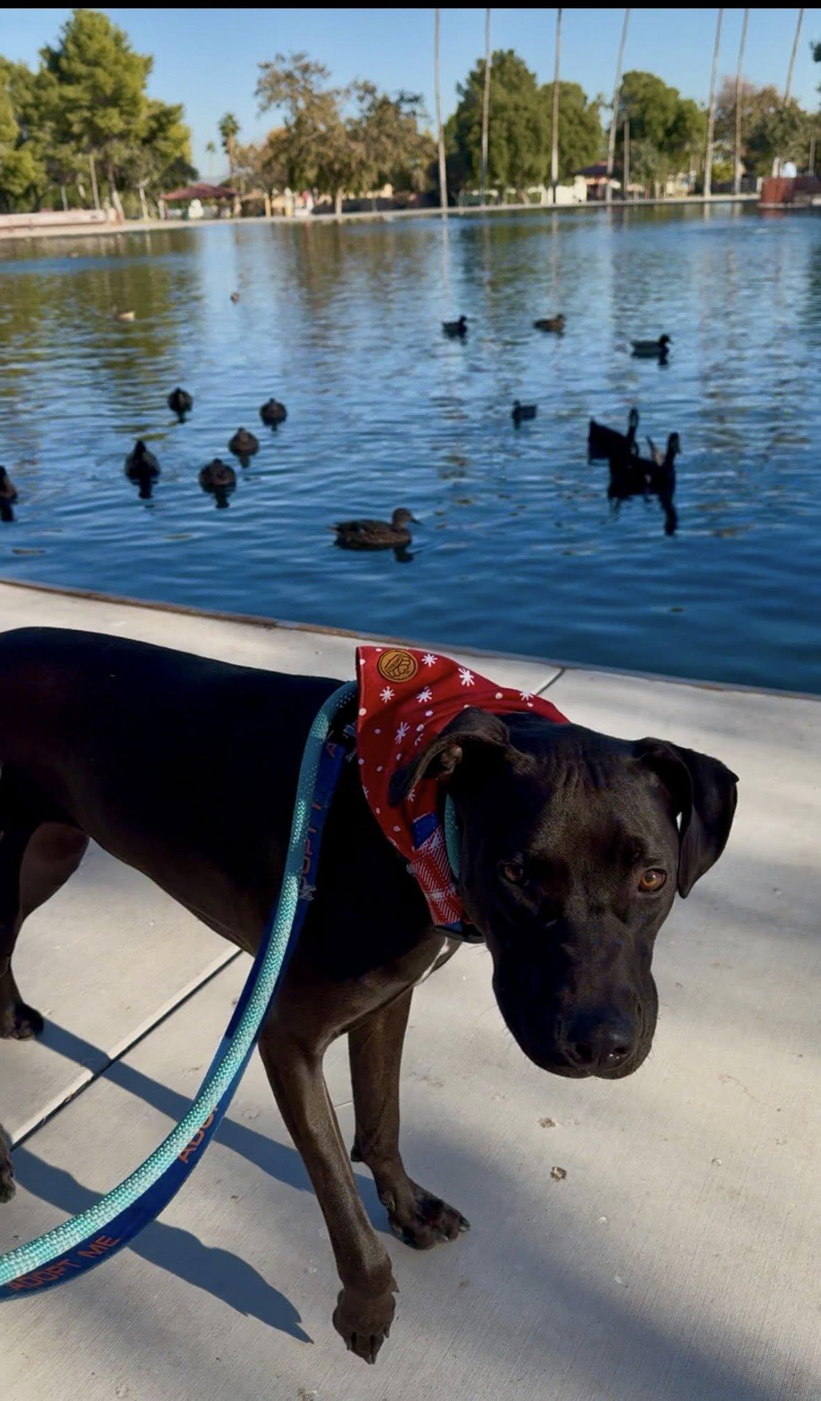 Enlarge Swish, an adoptable mixed breed in Phoenix, AZ image 2/6