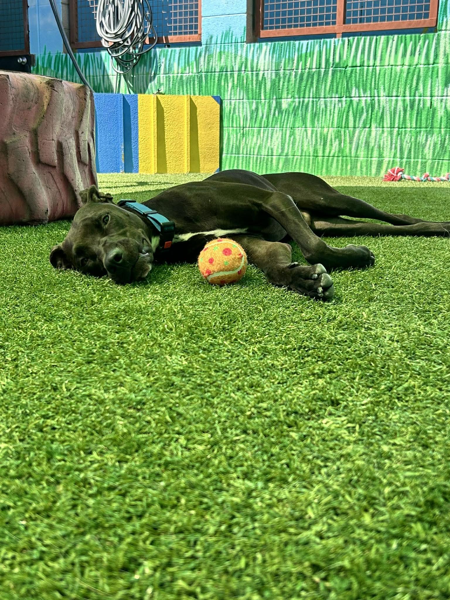 Enlarge Swish, an adoptable mixed breed in Phoenix, AZ image 5/6