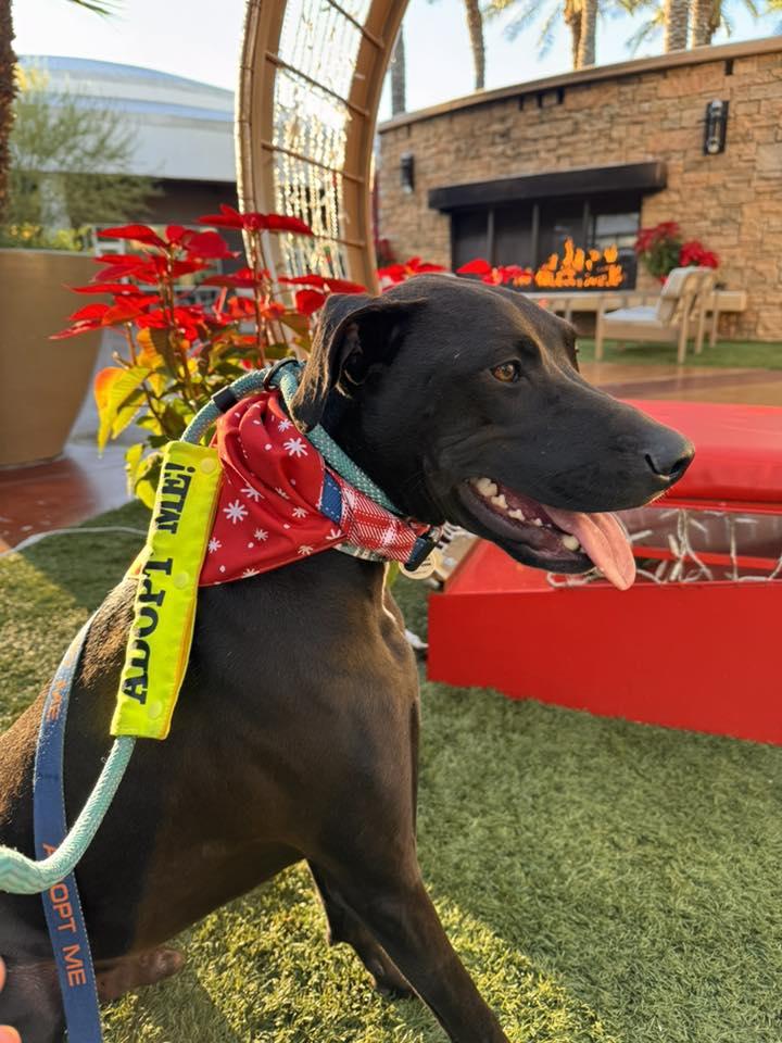 Enlarge Swish, an adoptable mixed breed in Phoenix, AZ image 4/6