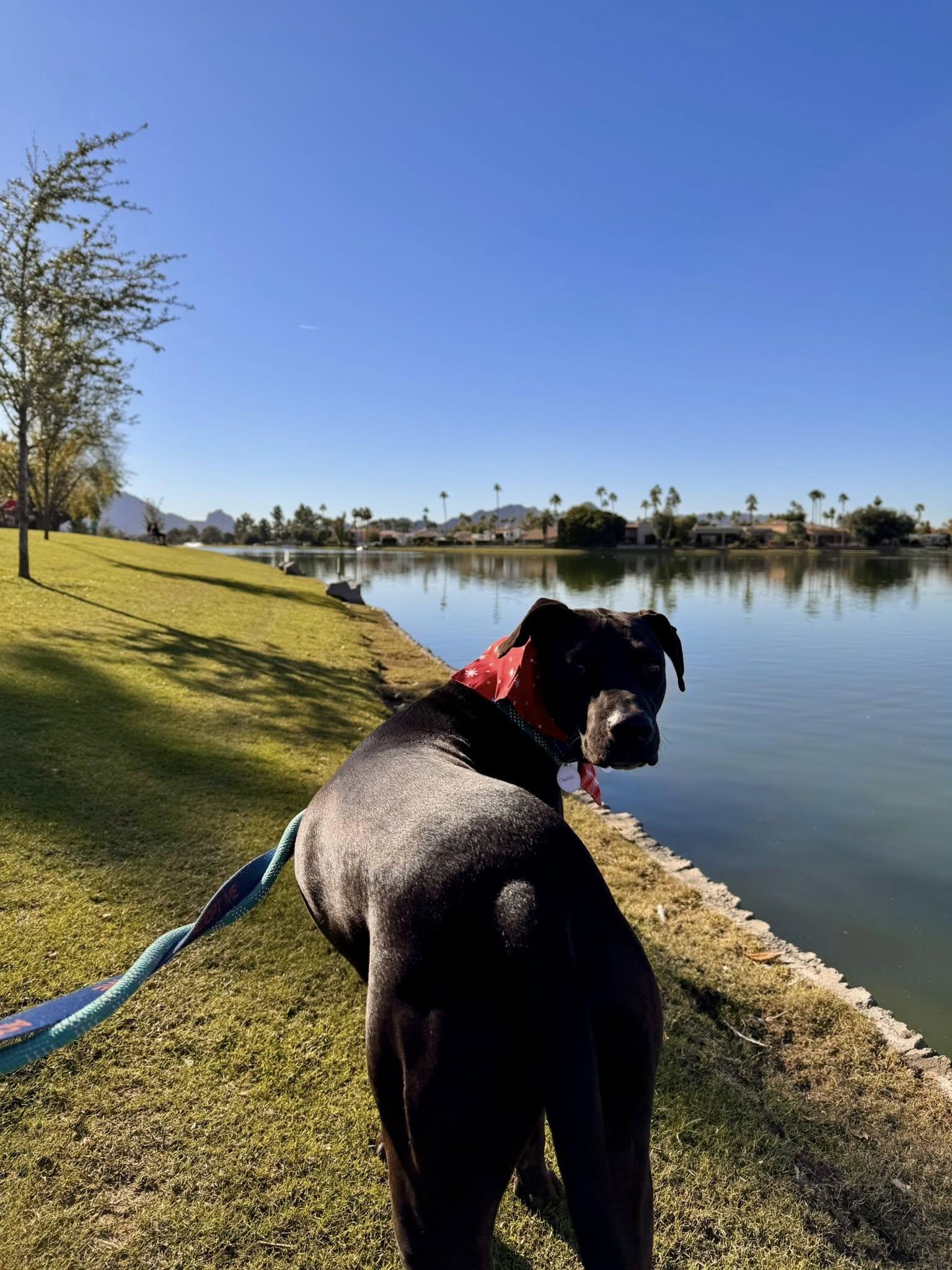Enlarge Swish, an adoptable mixed breed in Phoenix, AZ image 5/6