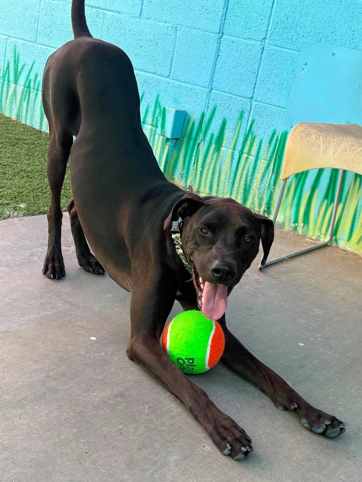 Swish, an adoptable mixed breed in Phoenix, AZ image 5/6