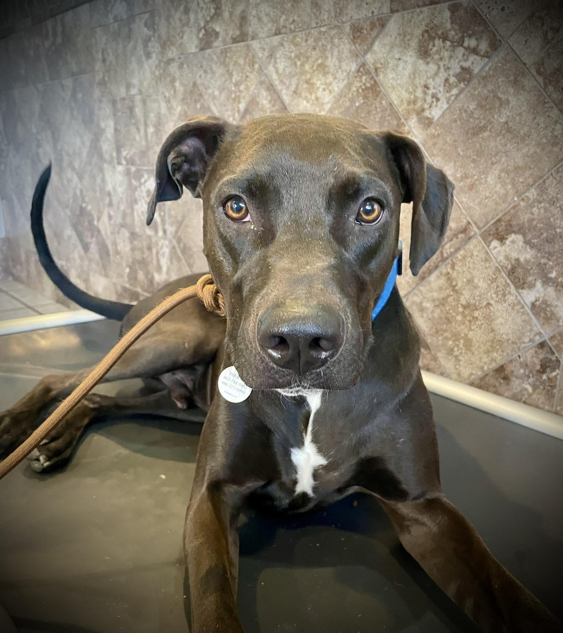 Enlarge Swish, an adoptable mixed breed in Phoenix, AZ image 1/6