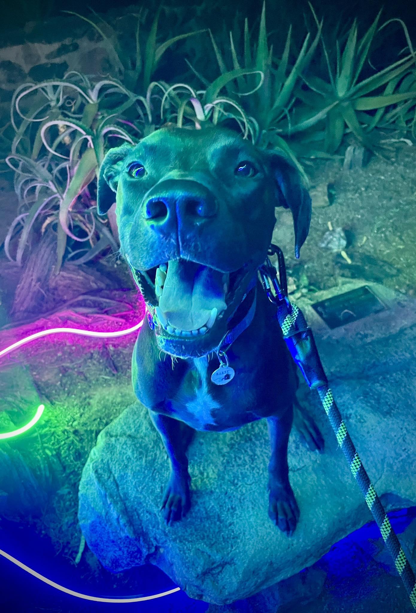 Enlarge Swish, an adoptable mixed breed in Phoenix, AZ image 1/6