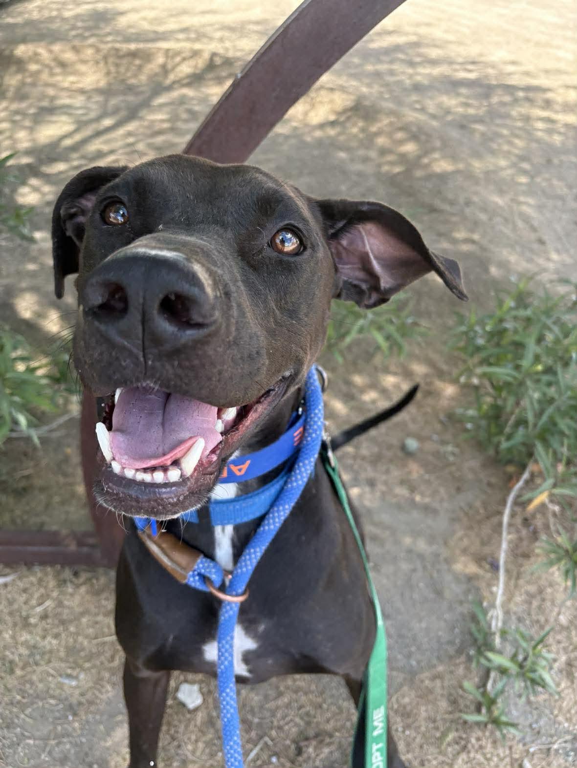 Swish, adoptable, Young Male Black Labrador Retriever.