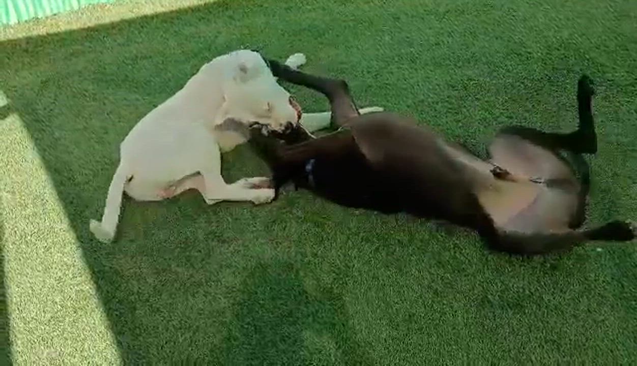 Enlarge Swish, an adoptable mixed breed in Phoenix, AZ video 6/6