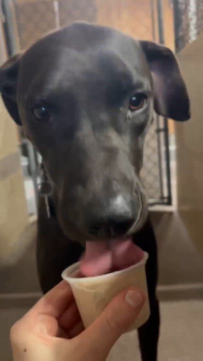 Enlarge Swish, an adoptable mixed breed in Phoenix, AZ video 6/6