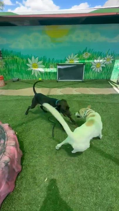 Enlarge Swish, an adoptable mixed breed in Phoenix, AZ video 4/6