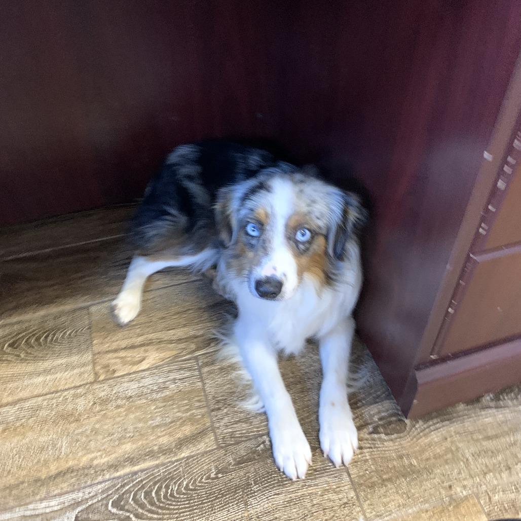 Tanner, Adoptable, Young Male Australian Shepherd.