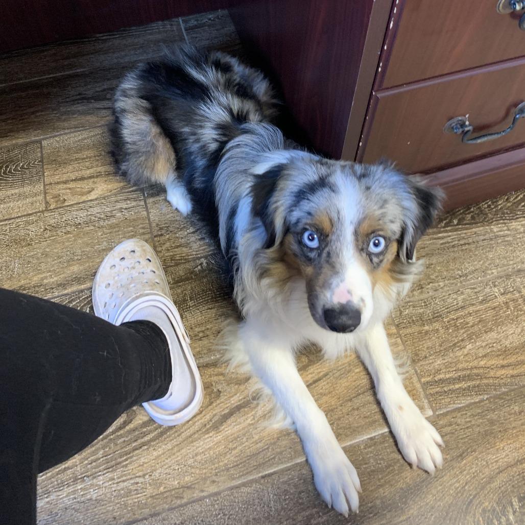 Tanner, a Adoptable Australian Shepherd in Hearne, TX image 2/6