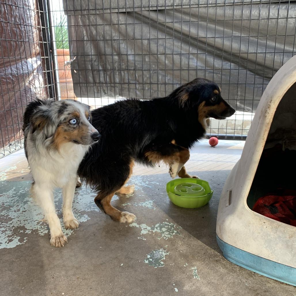Enlarge Tanner, a Adoptable Australian Shepherd in Hearne, TX image 3/3
