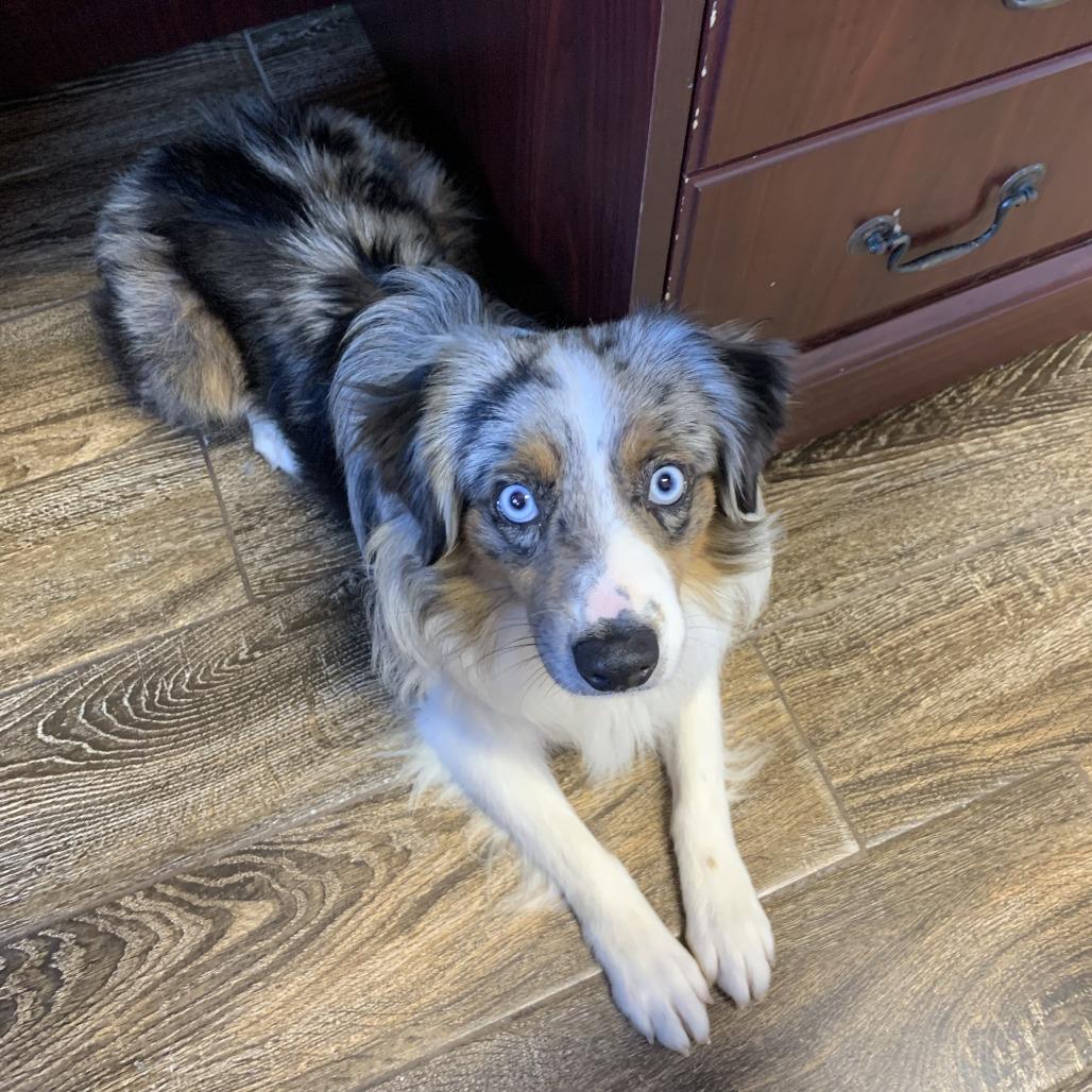 Tanner, a Adoptable Australian Shepherd in Hearne, TX image 6/6