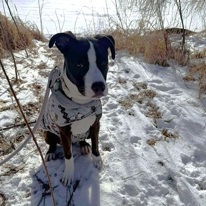 Enlarge Luna, a ADOPTABLE mixed breed in Oregon, WI image 5/6