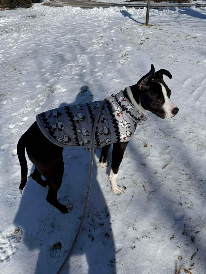 Enlarge Luna, a ADOPTABLE mixed breed in Oregon, WI image 6/6