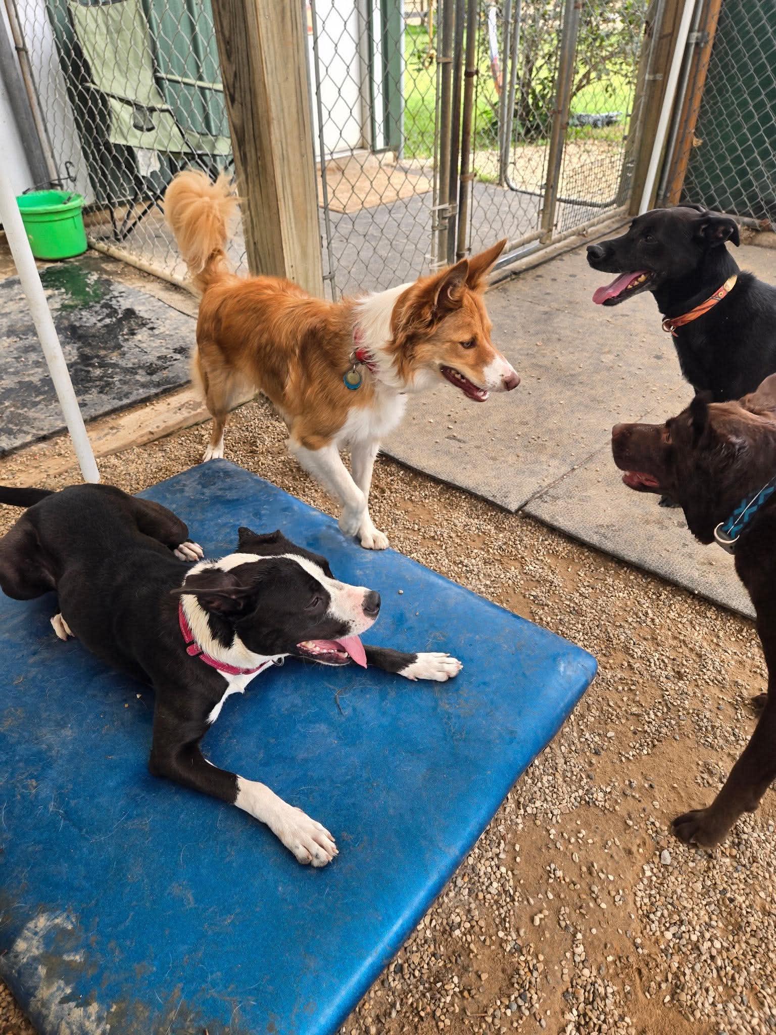 Enlarge Luna, a ADOPTABLE mixed breed in Oregon, WI image 4/6