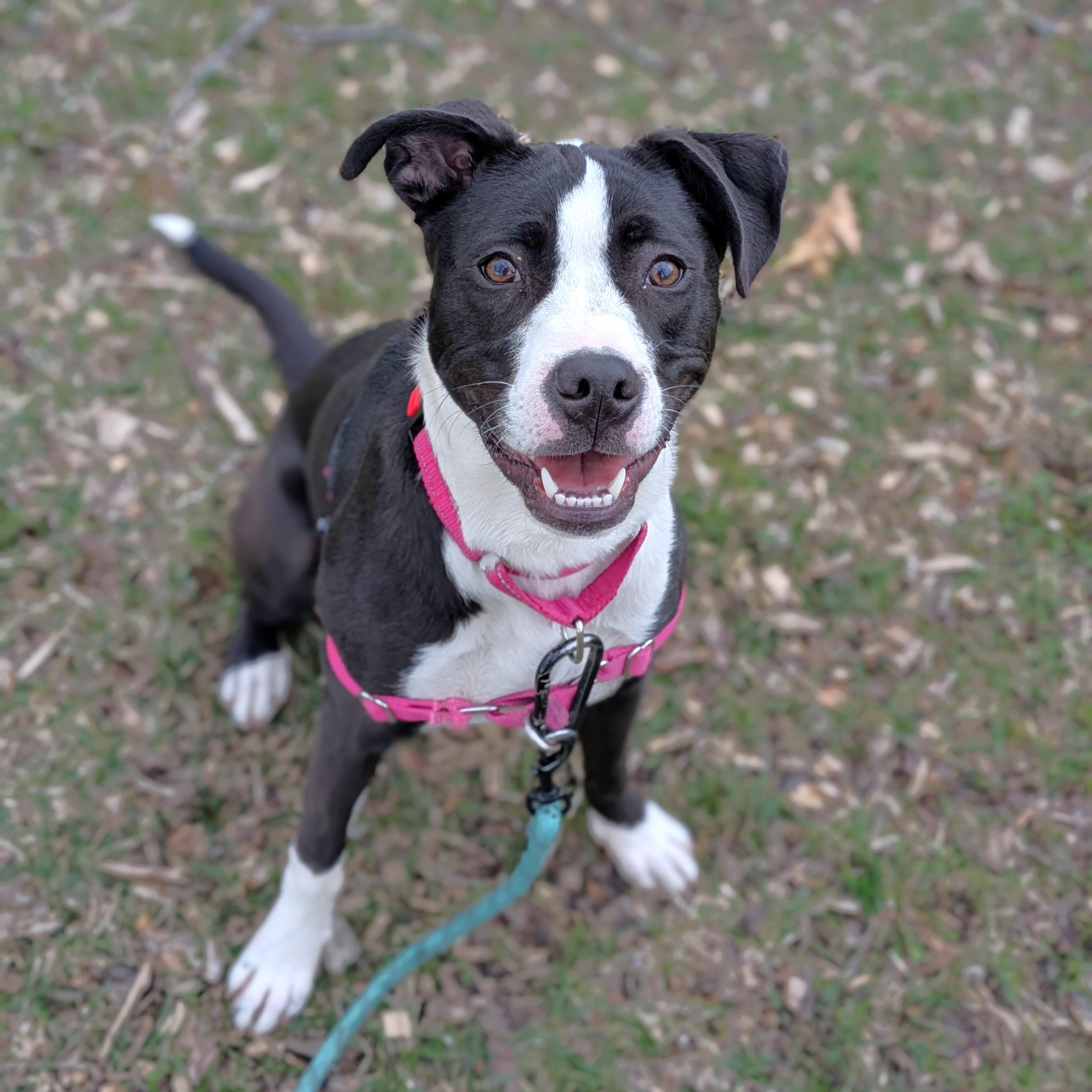 Enlarge Luna, a ADOPTABLE mixed breed in Oregon, WI image 2/6
