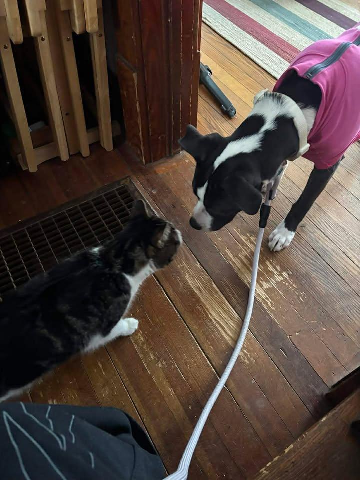 Enlarge Luna, a ADOPTABLE mixed breed in Oregon, WI image 4/6