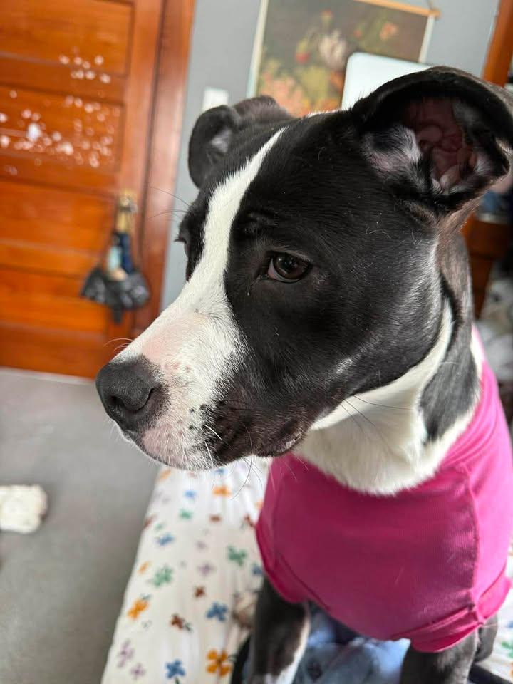 Enlarge Luna, a ADOPTABLE mixed breed in Oregon, WI image 2/6