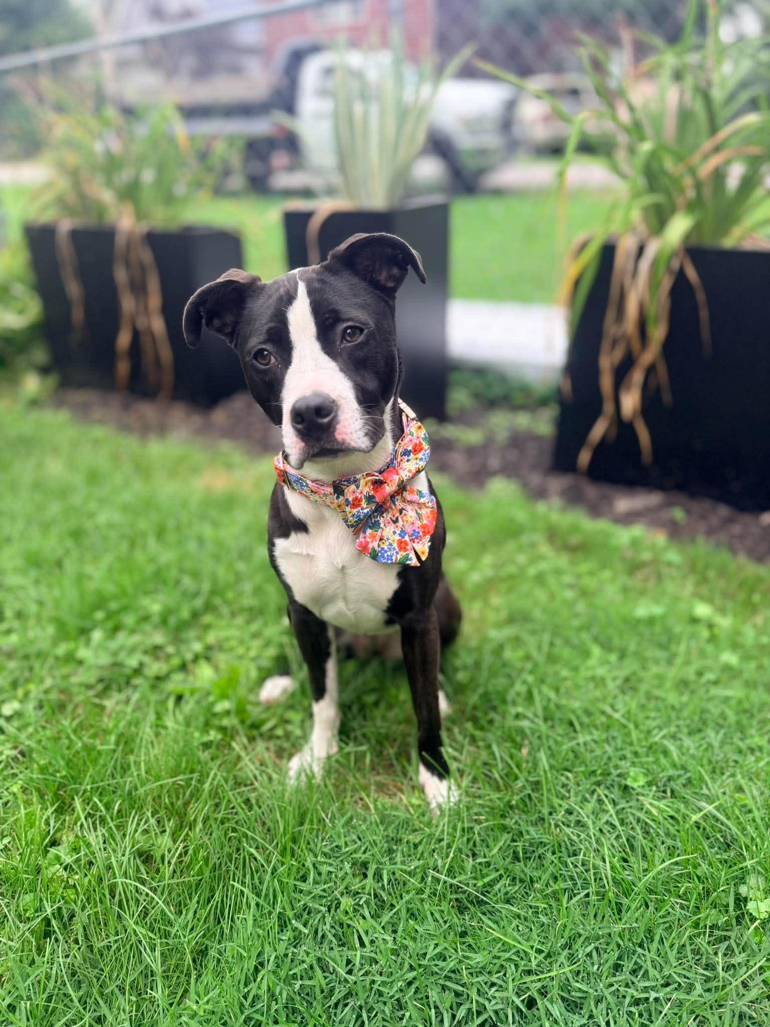 Enlarge Luna, a ADOPTABLE mixed breed in Oregon, WI image 6/6