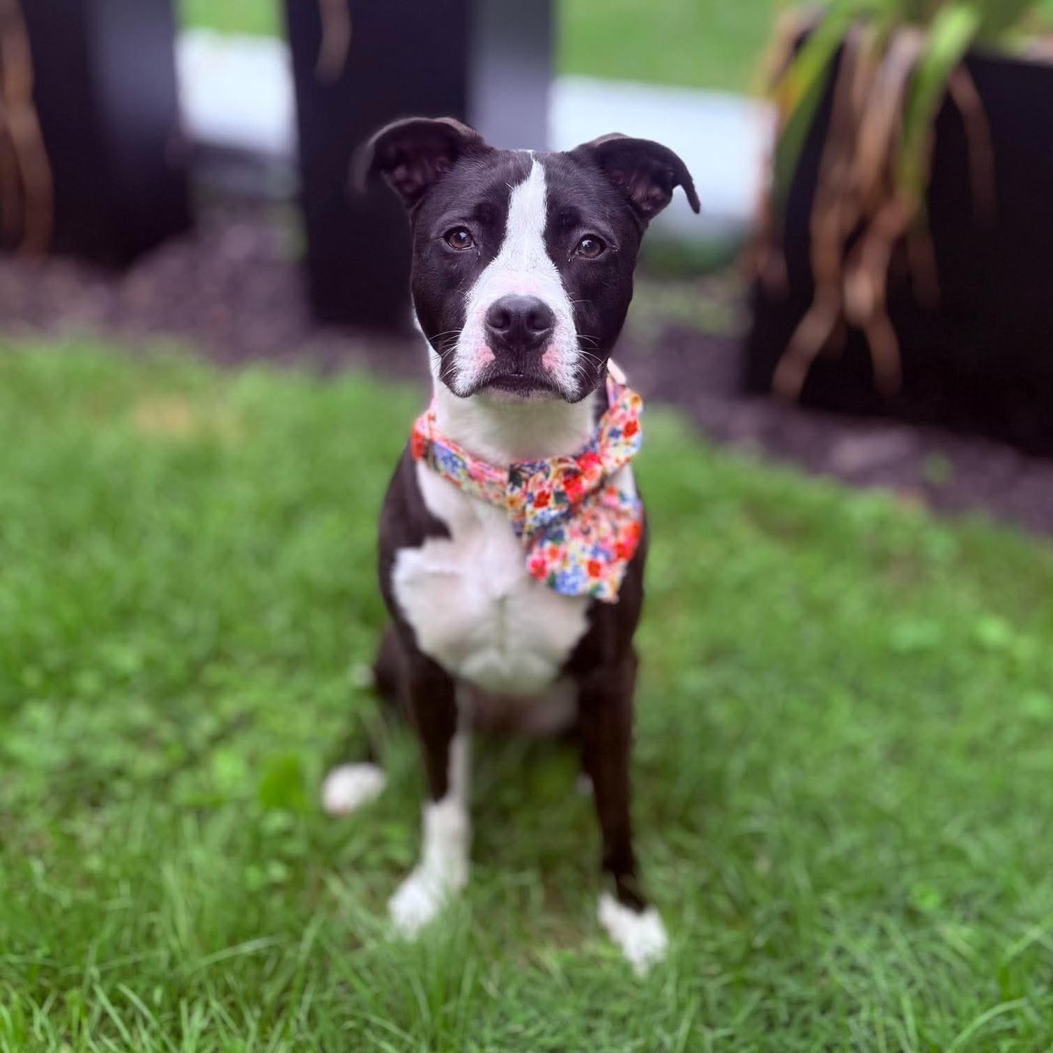 Luna, ADOPTABLE, Young Female American Staffordshire Terrier.