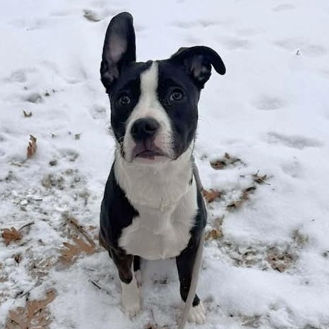 Enlarge Luna, a ADOPTABLE mixed breed in Oregon, WI image 1/6