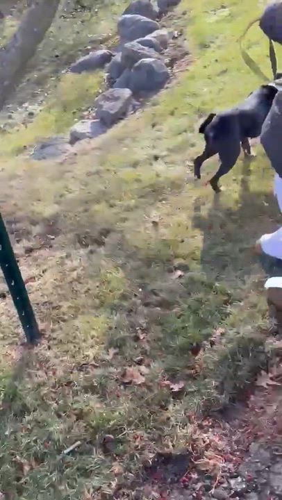 Enlarge Luna, a ADOPTABLE mixed breed in Oregon, WI video 3/6