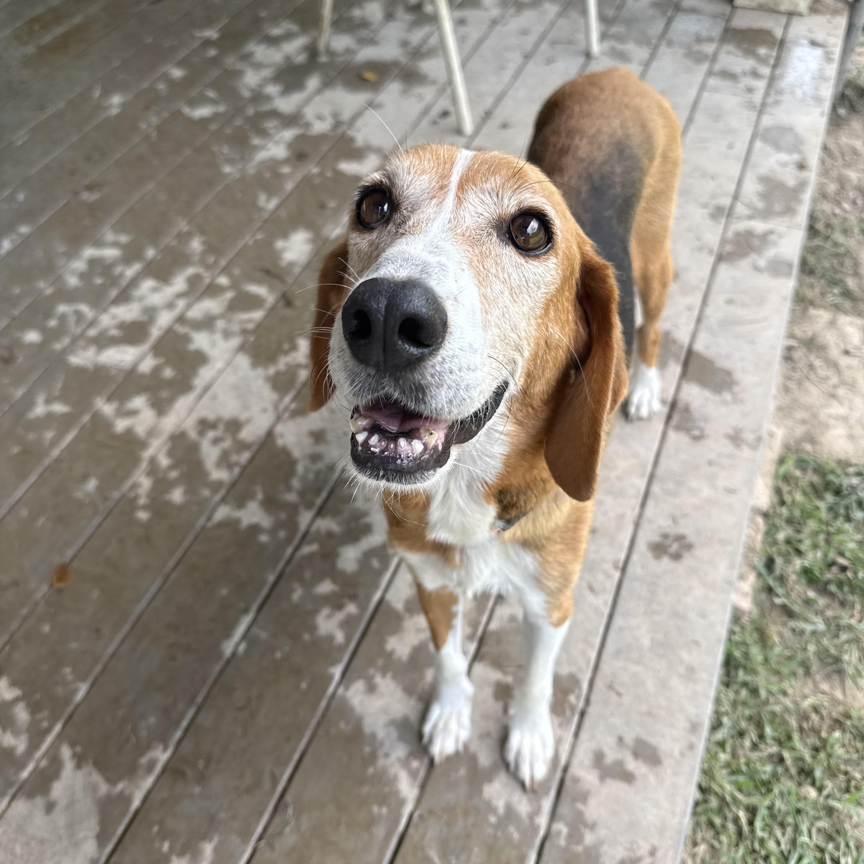 Annie, a Adoptable mixed breed in Saluda, VA image 2/6