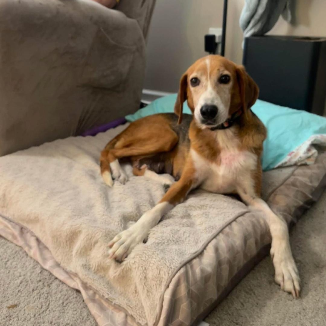 Annie, a Adoptable mixed breed in Saluda, VA image 2/6