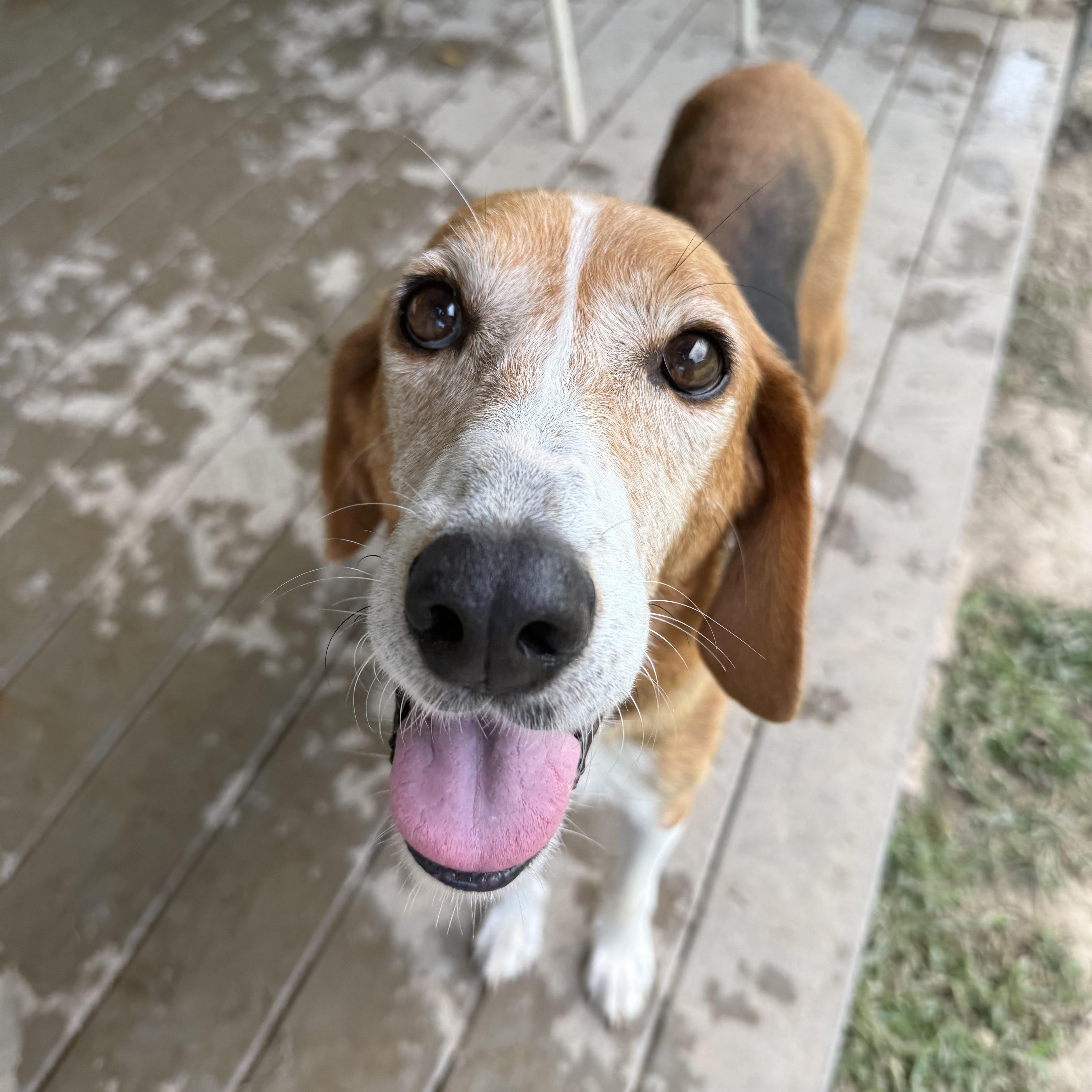 Annie, a Adoptable mixed breed in Saluda, VA image 3/6