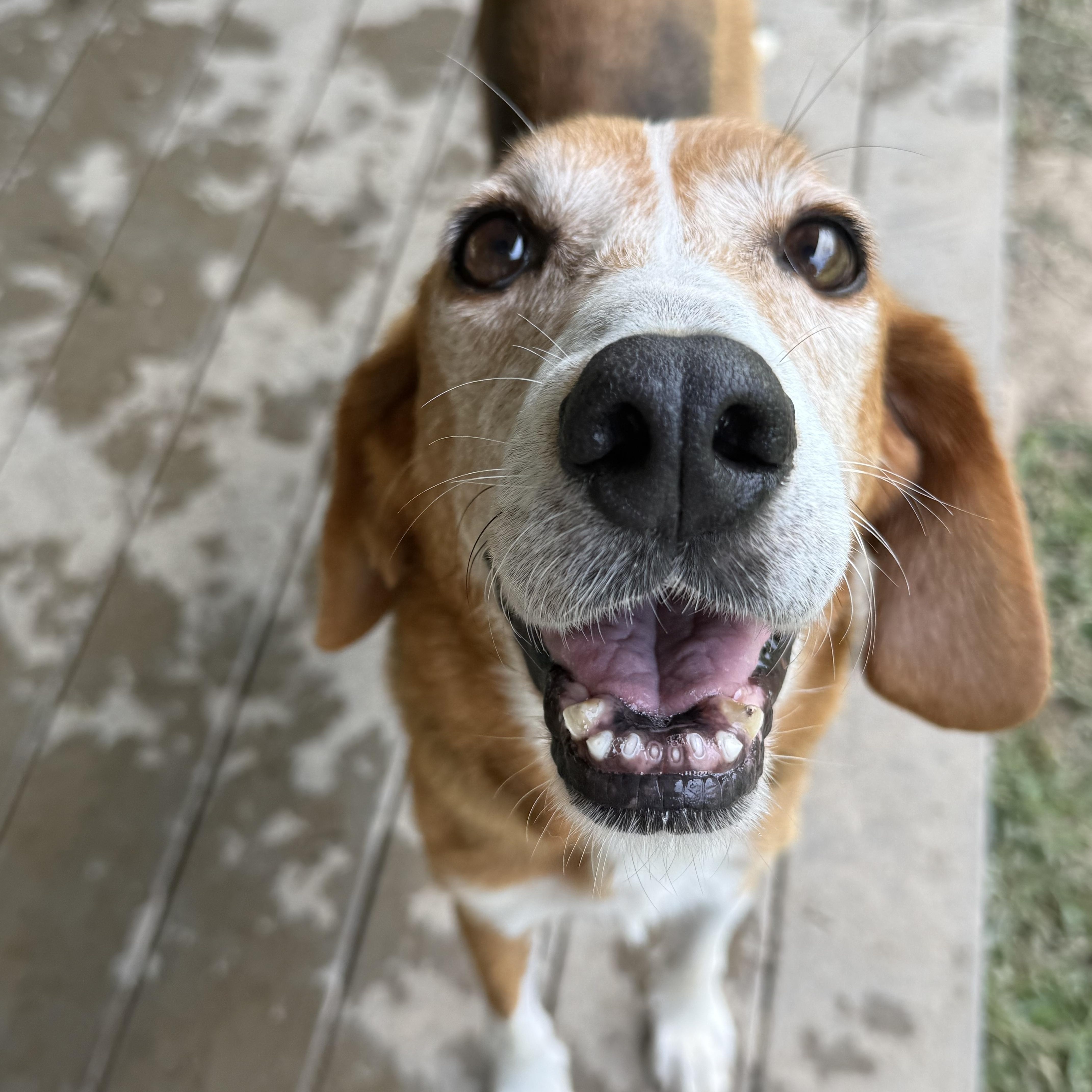 Annie, Adoptable, Adult Female Hound.