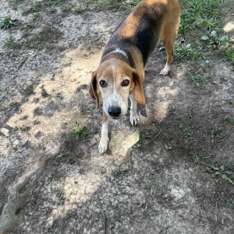 Annie, a Adoptable mixed breed in Saluda, VA image 4/6