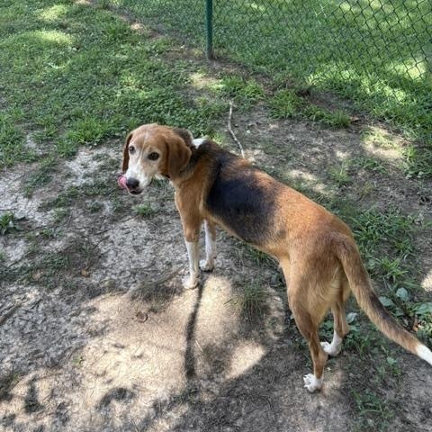 Annie, a Adoptable mixed breed in Saluda, VA image 6/6