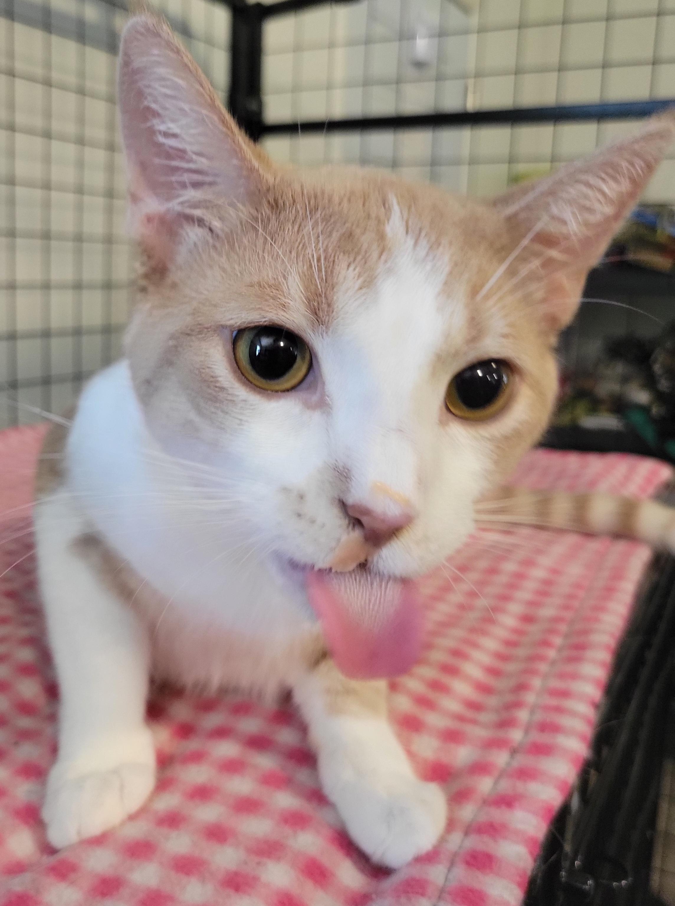 Reese, a Adoptable Domestic Short Hair in Swartz Creek, MI image 5/6