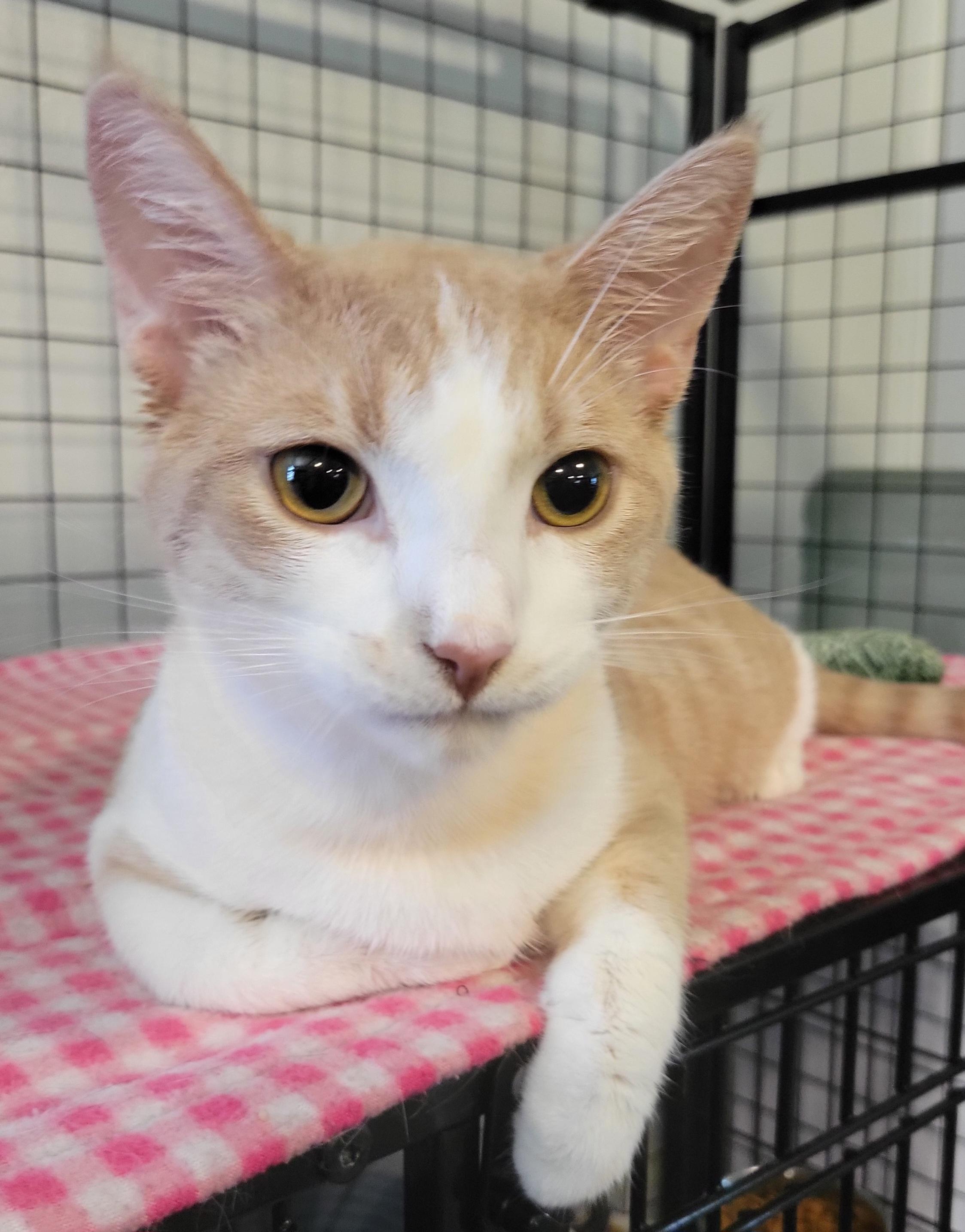 Reese, a Adoptable Domestic Short Hair in Swartz Creek, MI image 2/6