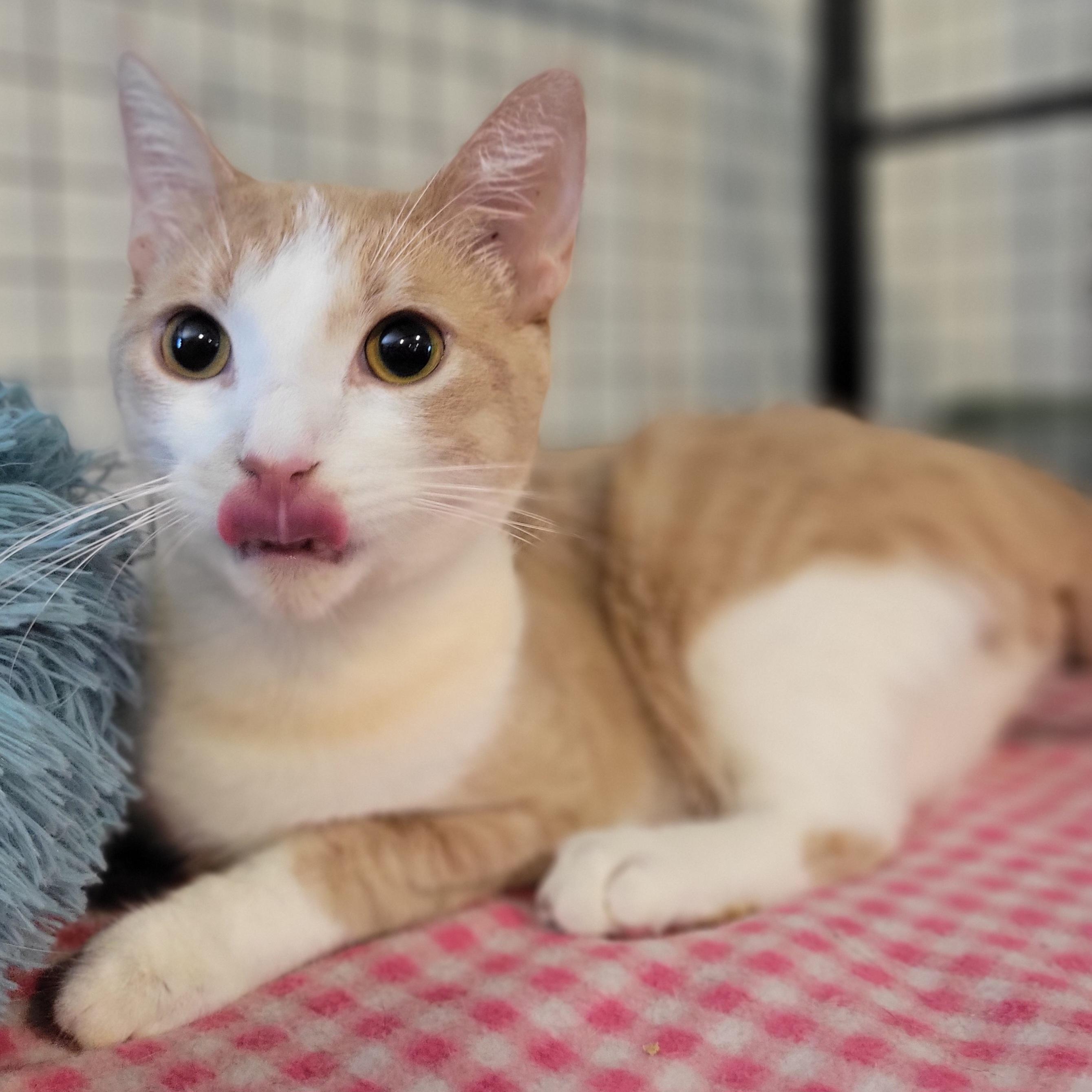 Reese, a Adoptable Domestic Short Hair in Swartz Creek, MI image 4/6