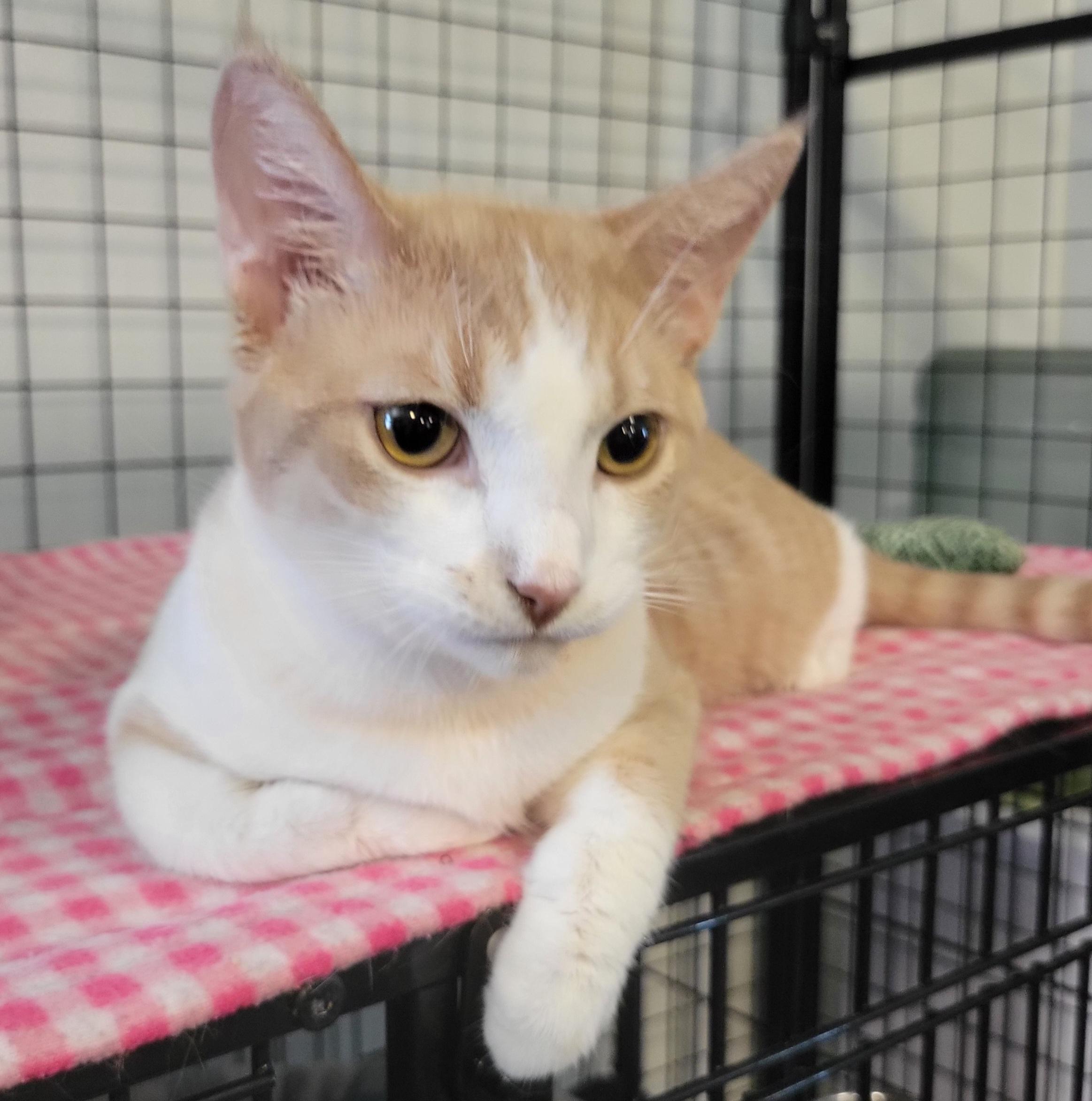 Reese, a Adoptable Domestic Short Hair in Swartz Creek, MI image 3/6