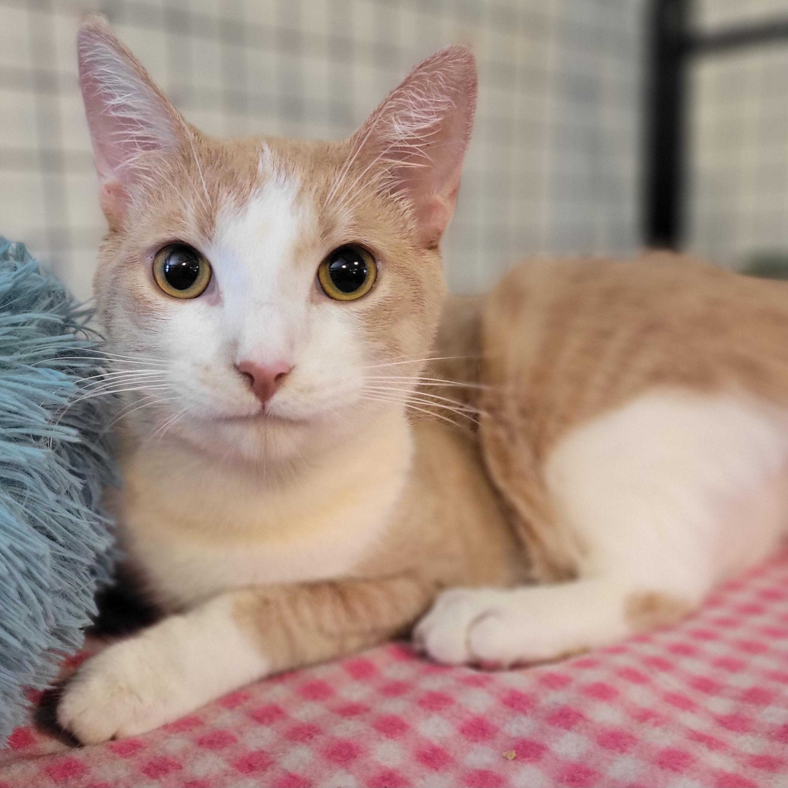 Reese, Adoptable, Kitten Male Domestic Short Hair.